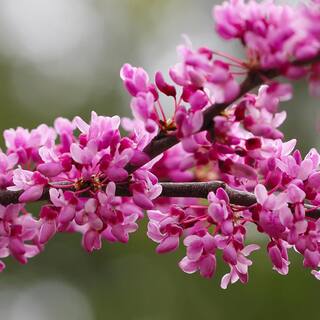 1 Gal. Eastern Redbud Tree with Pink Blossoms REDBUD01G