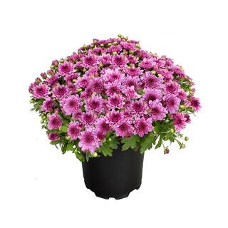 ALTMAN PLANTS 1 gal. Pink Mum Chrysanthemum (Single) 0881133