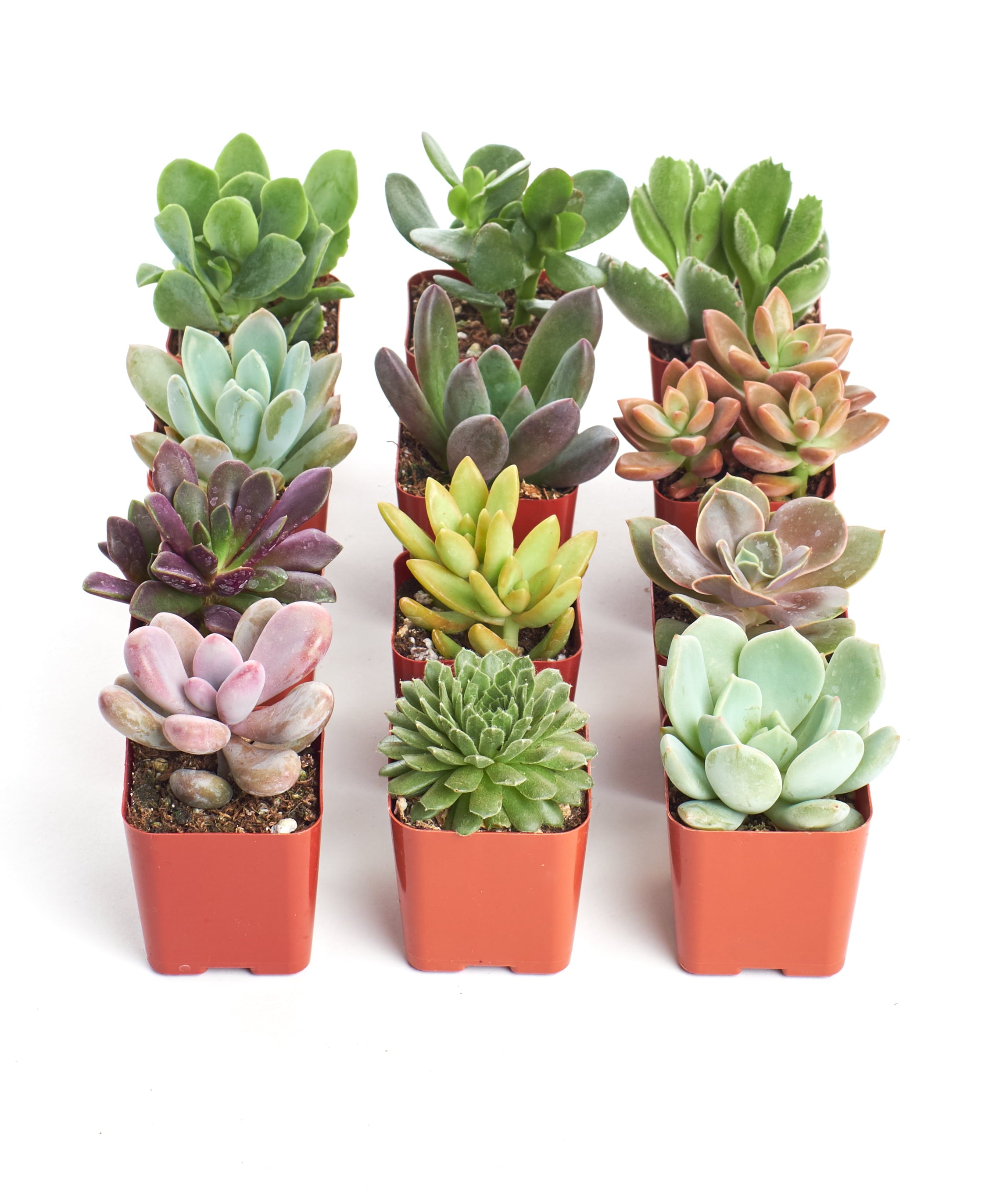 2 Inch Unique Succulent Collection (12 Pack)