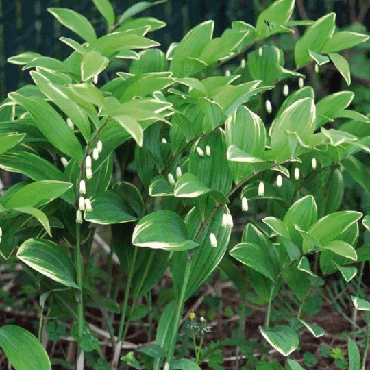 Japanese Solomon's Seal - Variegatum- Polygonatum multiflorum - Shade - 4