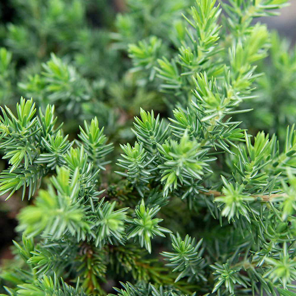 Perfect Plants 1 Gal. Blue Pacific Juniper Shrub in Grower's Pot Highly Pest Resistant Ground Cover THD00558