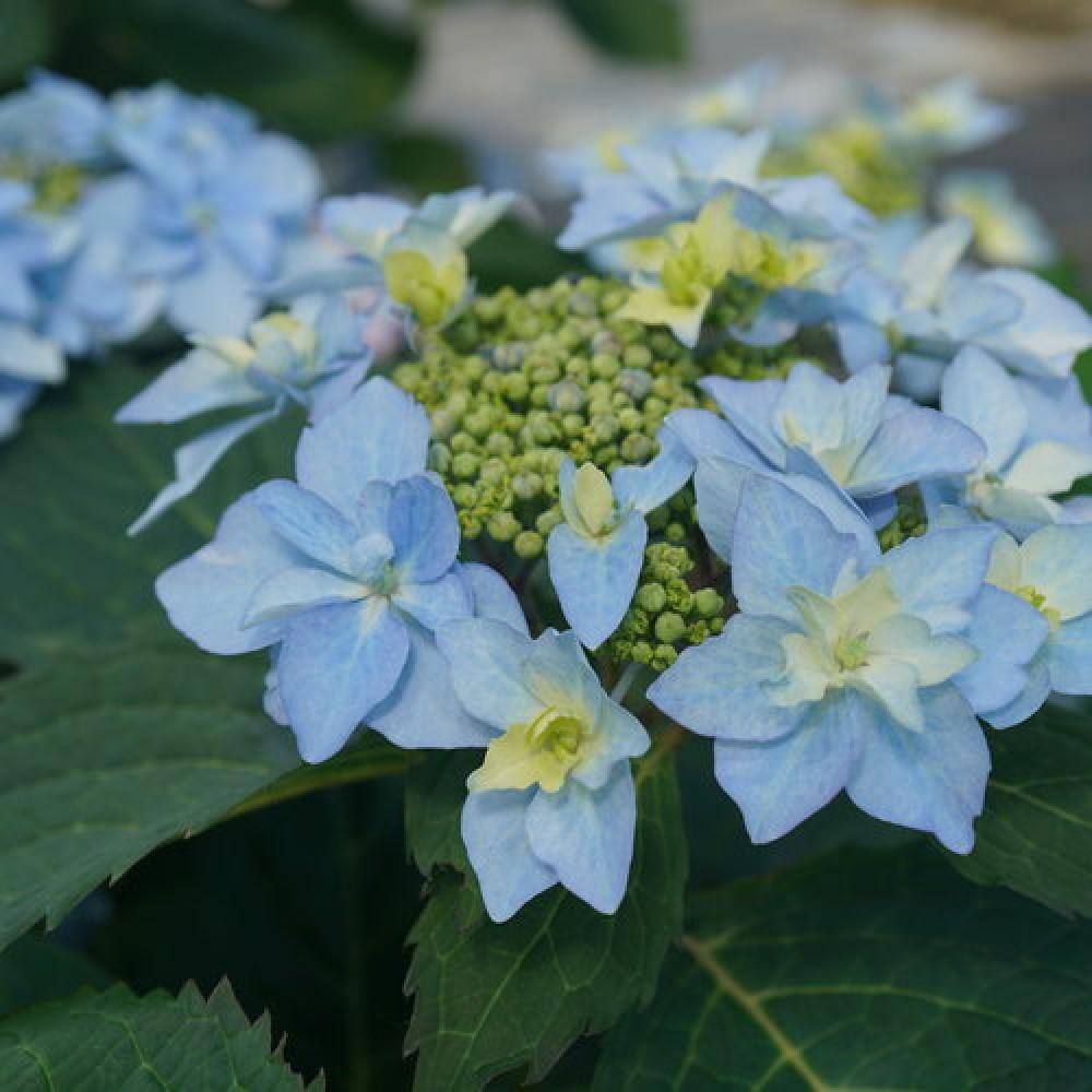 PROVEN WINNERS 3 Gal. Tuff Stuff Ah-Ha Hydrangea Serrata Live Flowering Shrub Reblooming Pink or Blue Flowers PWHYD3TSA1PK