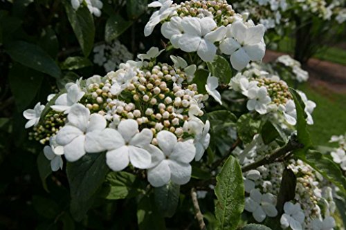 Spring Lace Viburnum Shrub