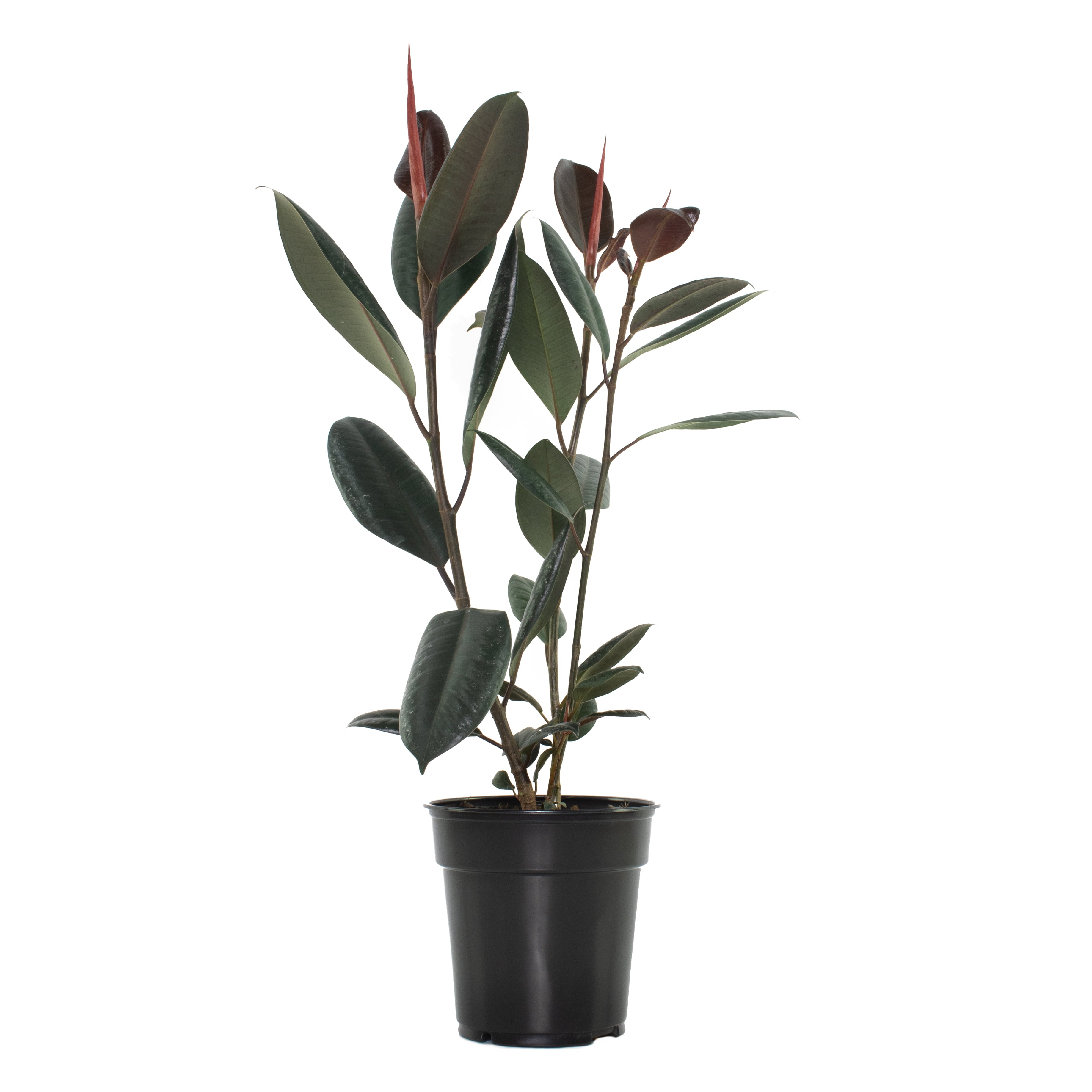 6 In. Ficus Burgundy Houseplant