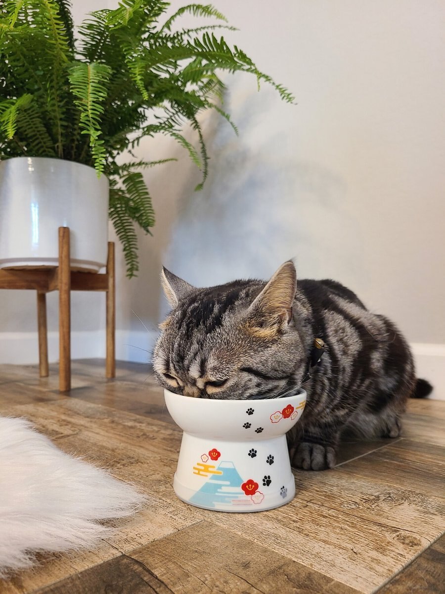 Necoichi Raised Cat Food Bowl， Fuji