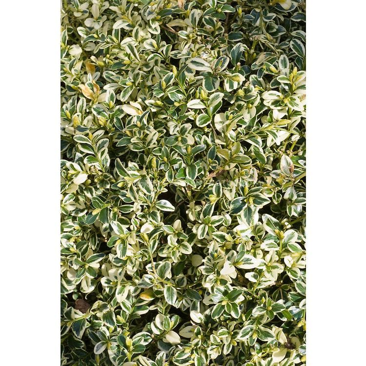 Online Orchards 1 Gal. Variegated Boxwood Shrub with Vivid Green and White Trimmed Foliage (2-Pack) EGBX008