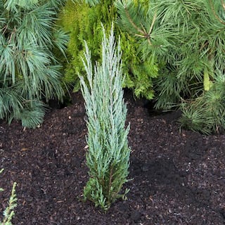 1 Gal. Skyrocket Juniper Shrub with Fast Growing Blue Foliage (2-Pack) CFJP006