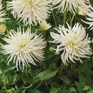 VAN ZYVERDEN Dahlias Playa Blanca Bulbs (Set of 5) 84131