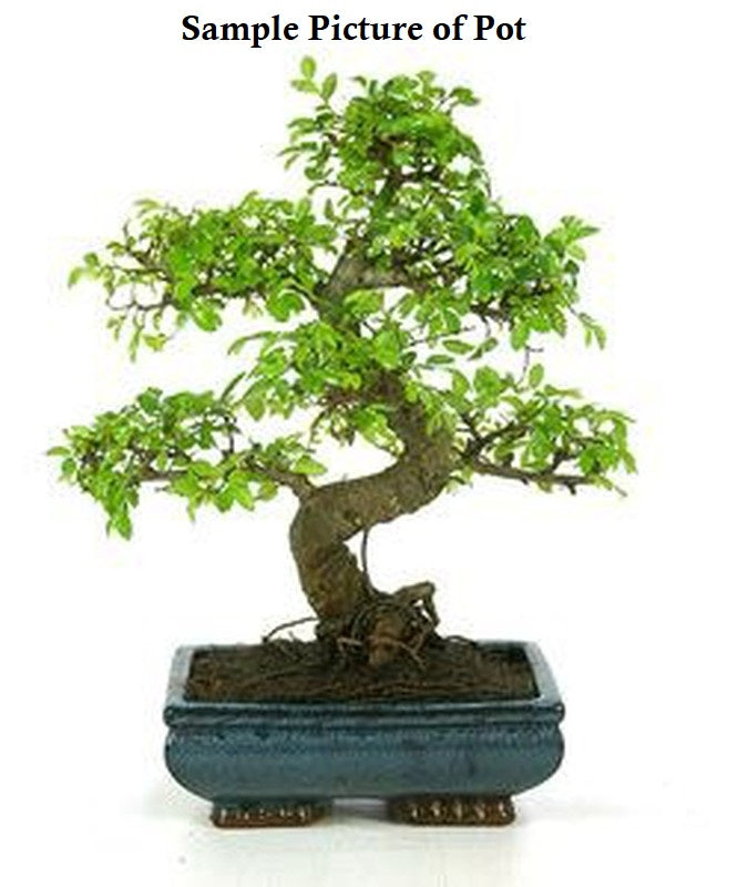 Live Plant: Art Ligustrum Privet Ceramic Pot