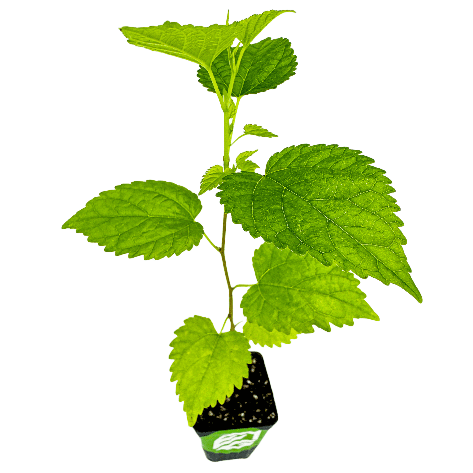 Dwarf Everbearing Black Mulberry Tree - Morus nigra - Live Plant