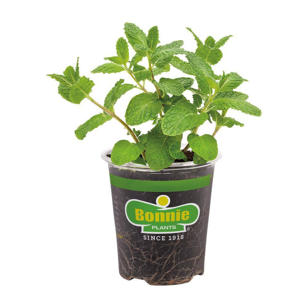 Bonnie Plants 19 oz. Sweet Mint Herb Plant 5104
