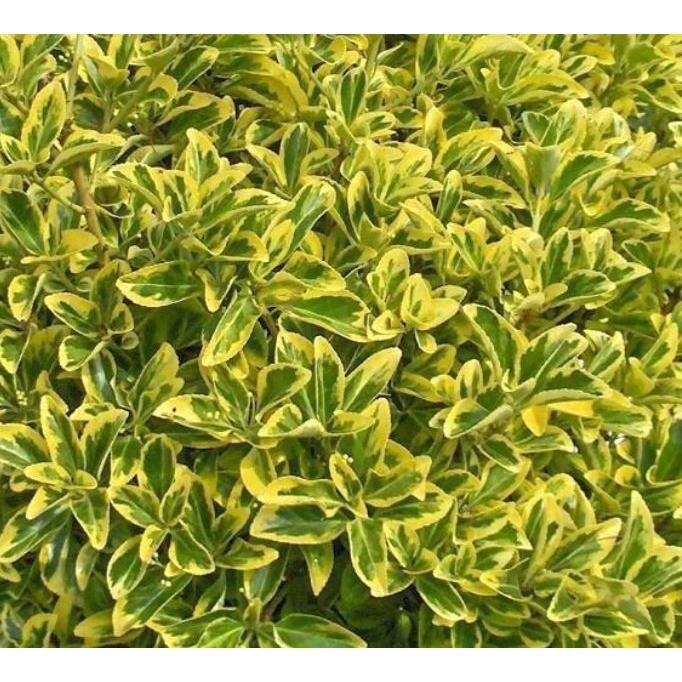 EVERDE GROWERS 2.5 Qt. Golden Euonymus Shrub Plant EUOJAF0001