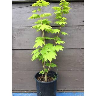 Online Orchards 1 Gal. Pacific Vine Maple Tree - Shade Loving Compact Form with Intricate Branching Patterns (2-Pack) SBAC001