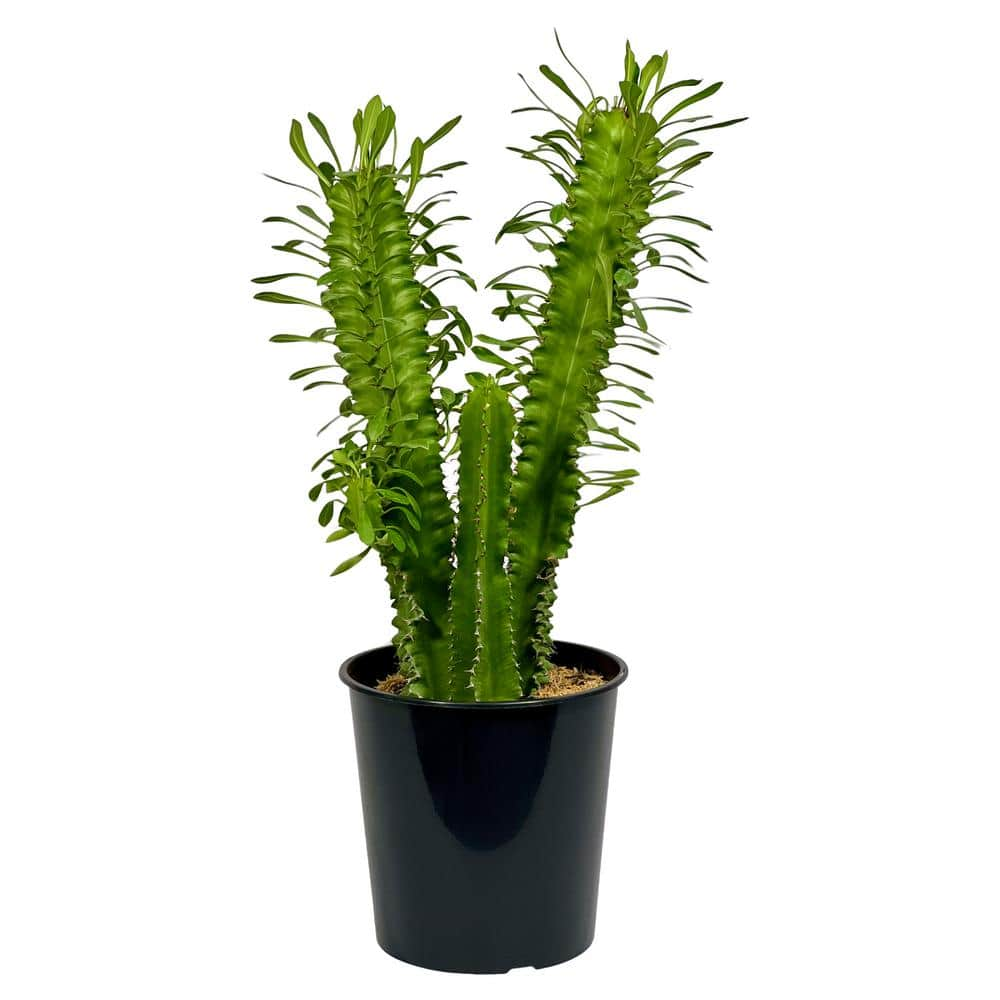 Pure Beauty Farms 1.5 Gal. Cactus Euphorbia (Eritrea) in 8.25 in. Grower's Pot DC2GCACEUPGRE