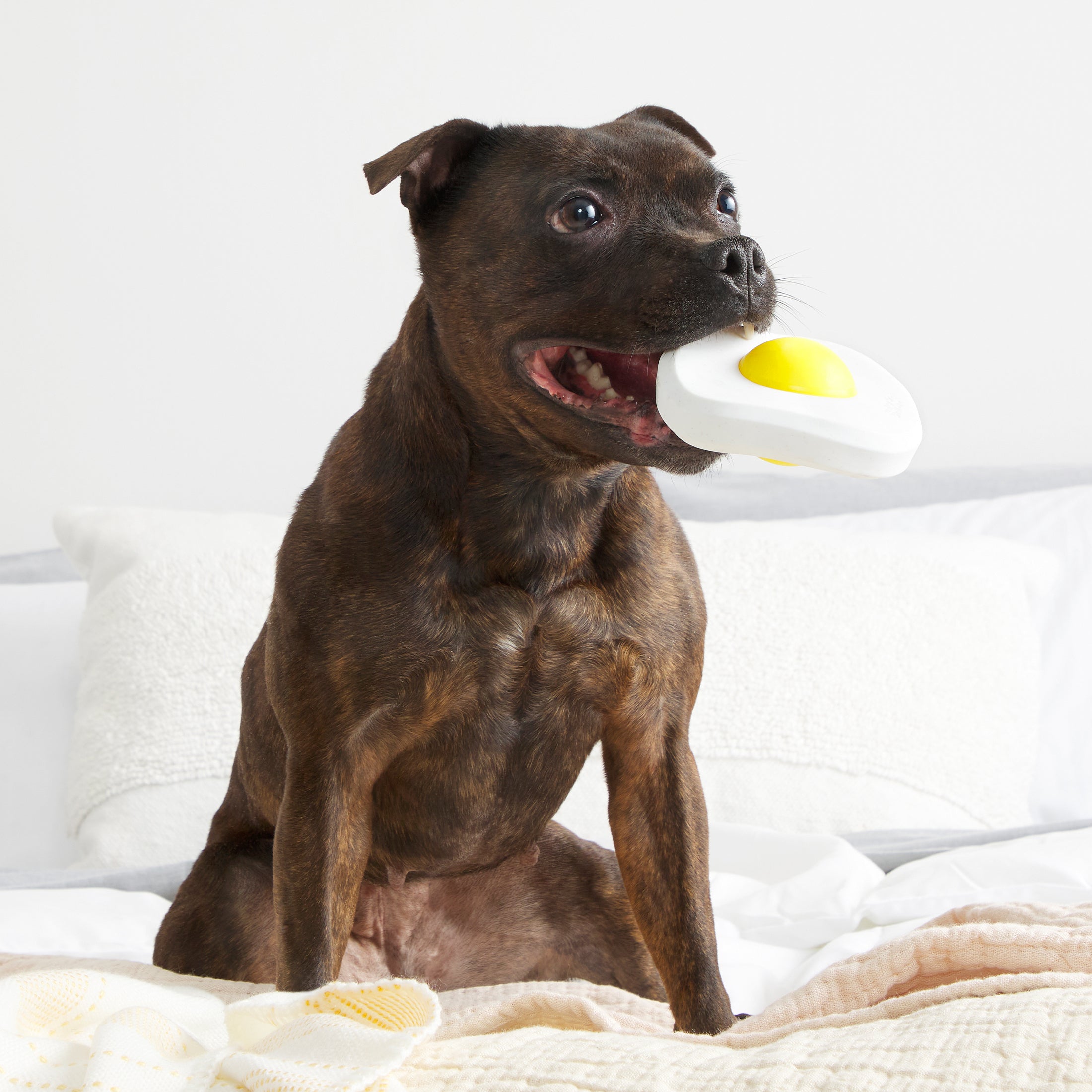 BARK Egg Over Hard Dog Toy， White and Yellow - Barkfest in Bed