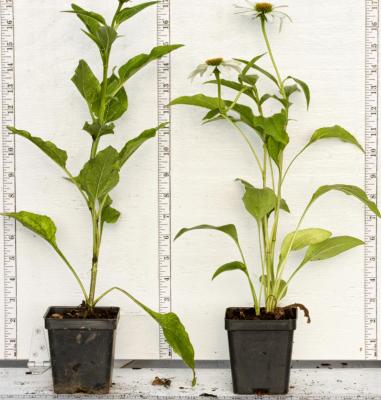 Classy Groundcovers - Echinacea purpurea 'White Swan' Brauneria purpurea， Rudbeckia purpurea {25 Pots - 3 1/2 inch Square}