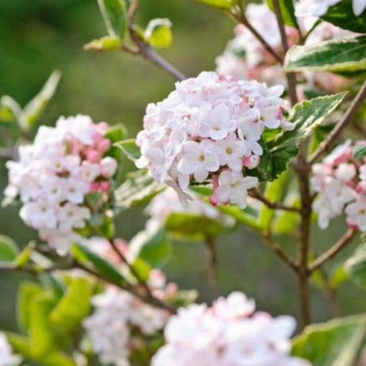 Carlessi Viburnum Shrub