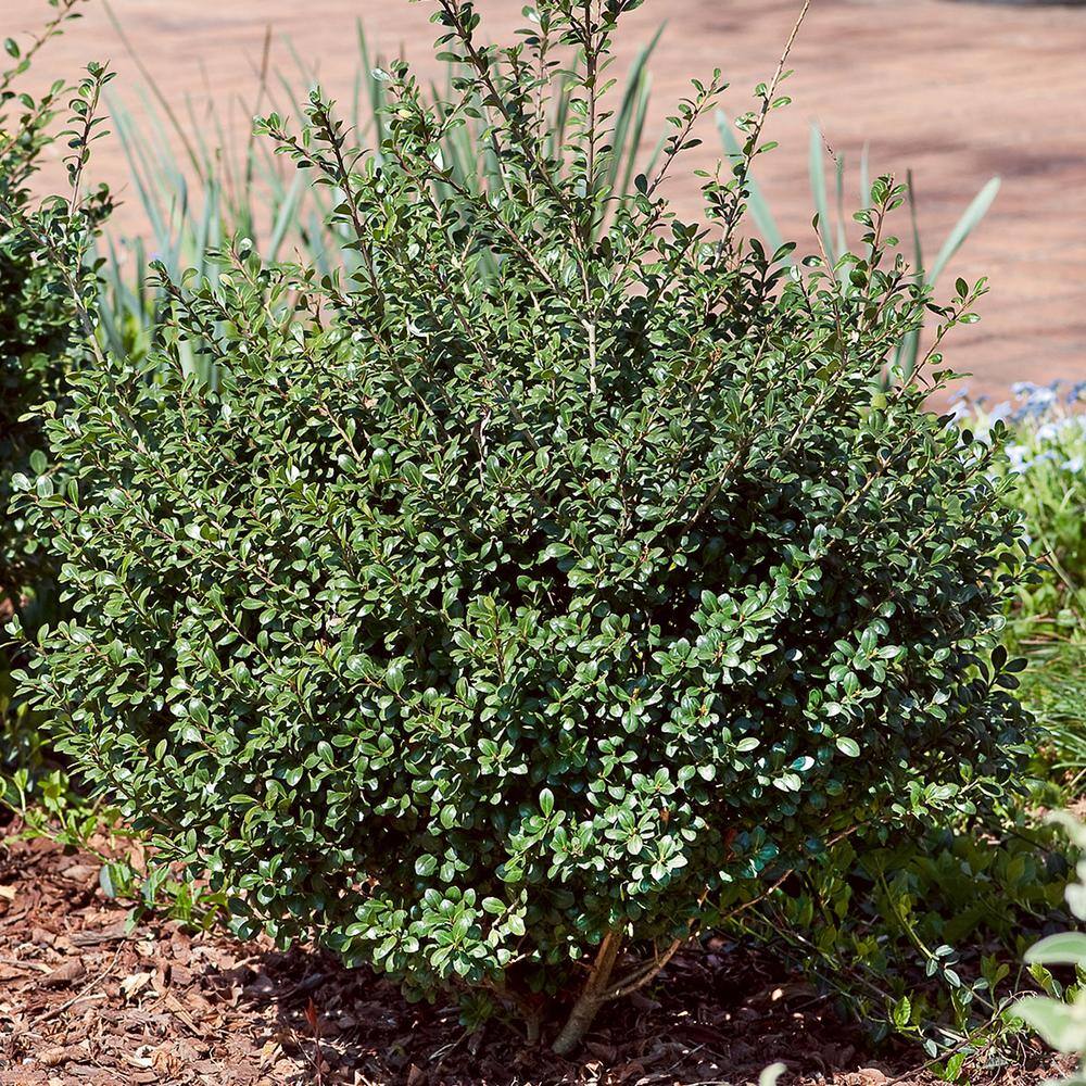 FLOWERWOOD 2.5 Gal - Compacta Japanese Holly(Ilex) Live Evergreen Shrub 31003FL
