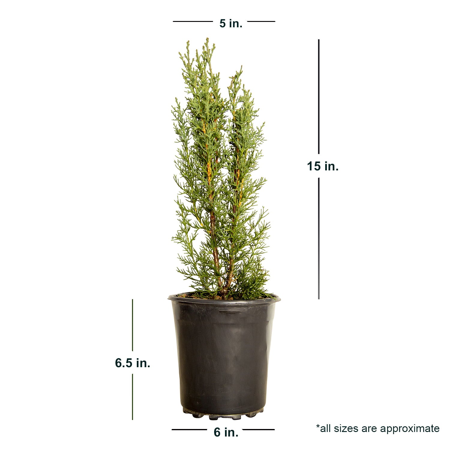 Italian Cypress (2.5 Quart) Narrow and Upright Evergreen Tree - Full Sun Live Outdoor Plant