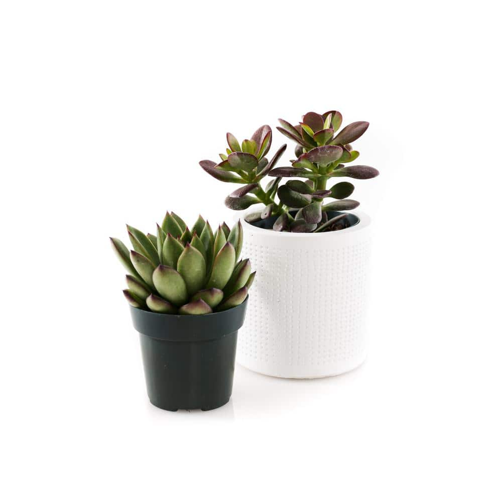 2.5 in. Assorted Succulent Set in White Dot Pot (2-Pack) SUCCLYAS325SWD