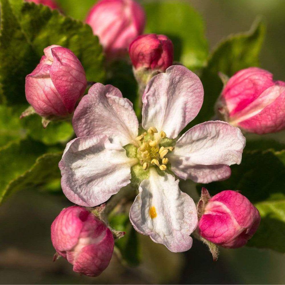 7 Gal. Semi-Dwarf Braeburn Apple Tree APPBRA07GD