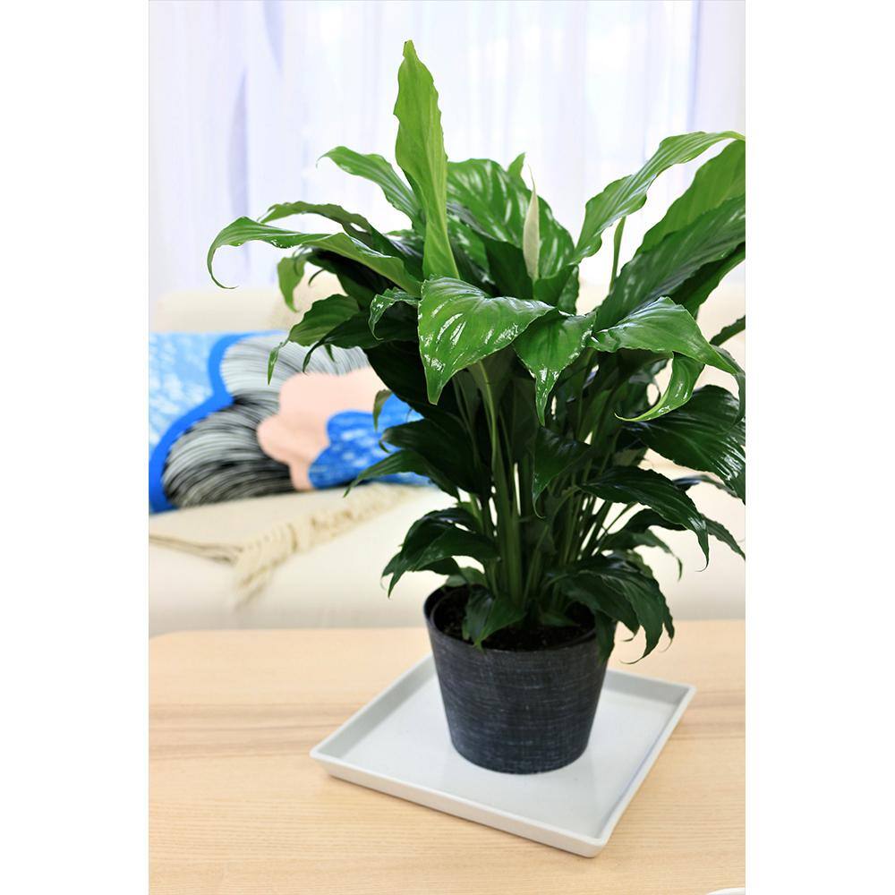 Vigoro Peace Lily Indoor Plant in 6 in. White Ribbed Plastic Décor Planter Avg. Shipping Height 1-2 ft. Tall (2-Pack) CO.SY06.3.VI.WH