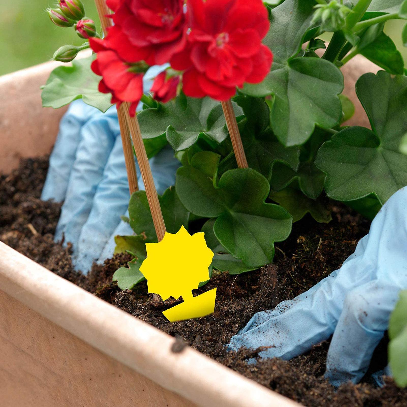 10 Pcs Fungus Gnat Traps，