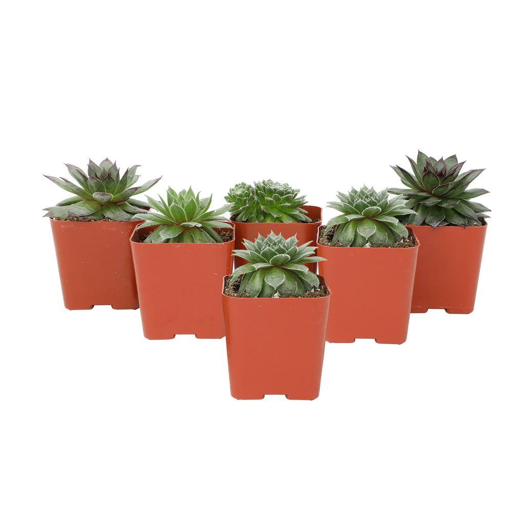 SMART PLANET 2 in. SQ Sempervivum Assorted Succulents (6-PacK) 0872759