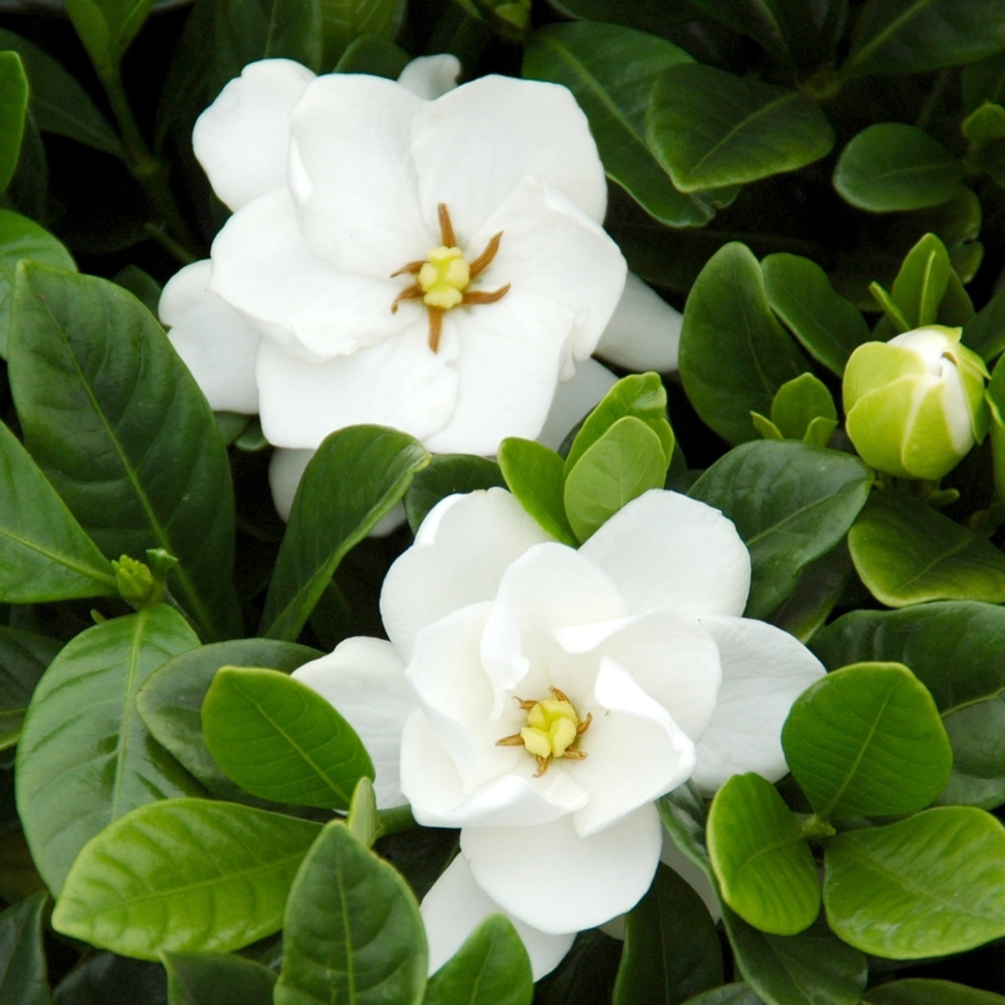 Bloomables® 2.25 gal Gardenia Buttons - White Blooming - Live Plant - 1-Piece