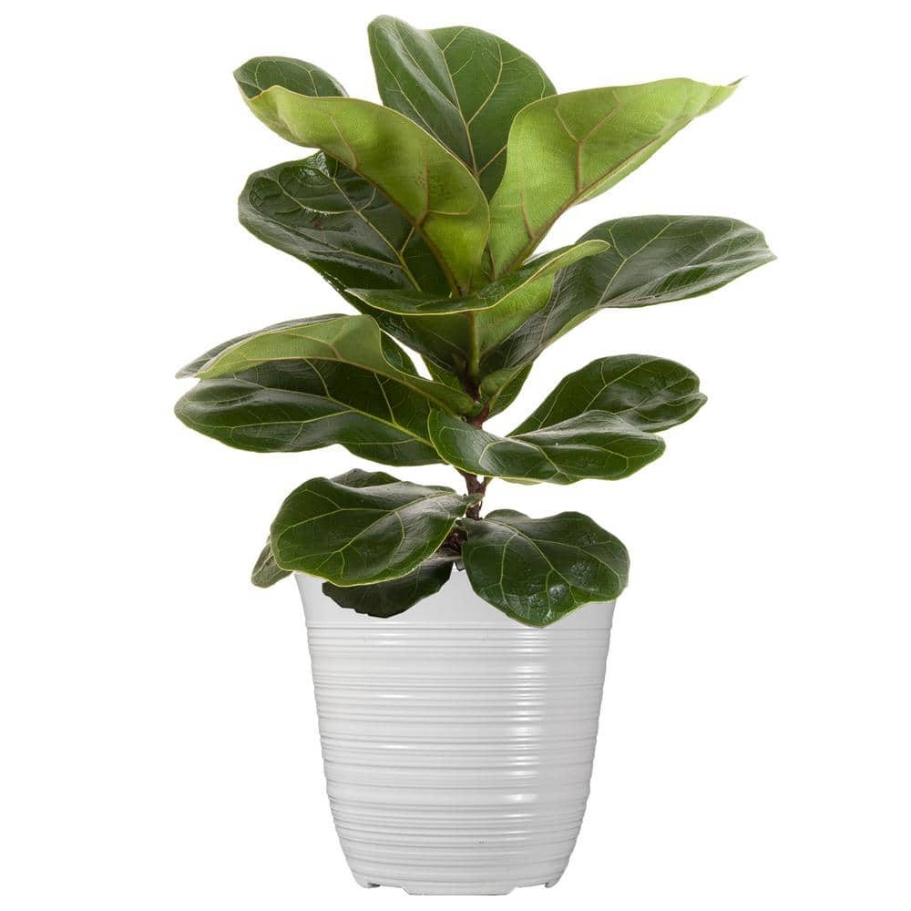 United Nursery Little Fiddle Leaf Fig Live Plant Ficus Lyrata Houseplant in 6 inch White Decor Pot 74349