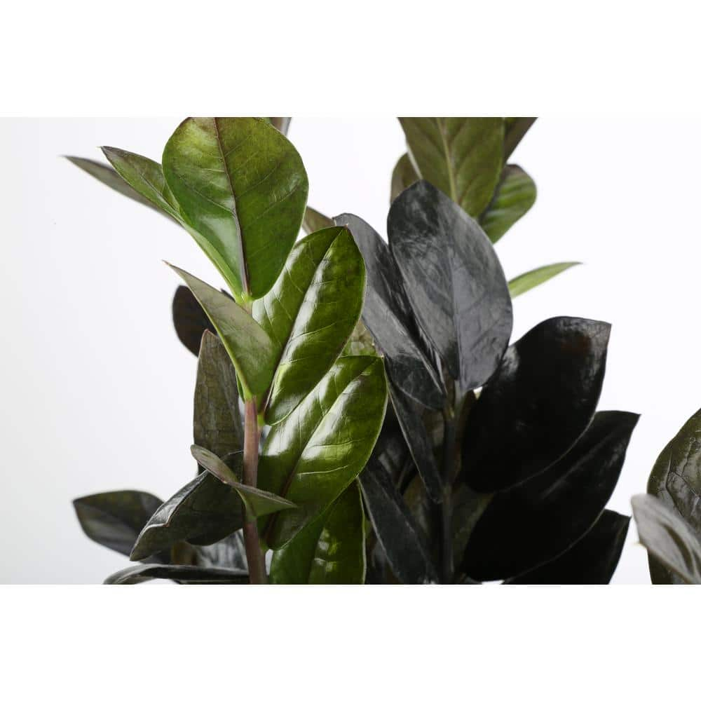 Costa Farms Trending Tropical Raven ZZ Indoor Plant in 6 in. Pot Avg. Shipping Height 10 in. Tall CO.ZZB6SC.3.TR