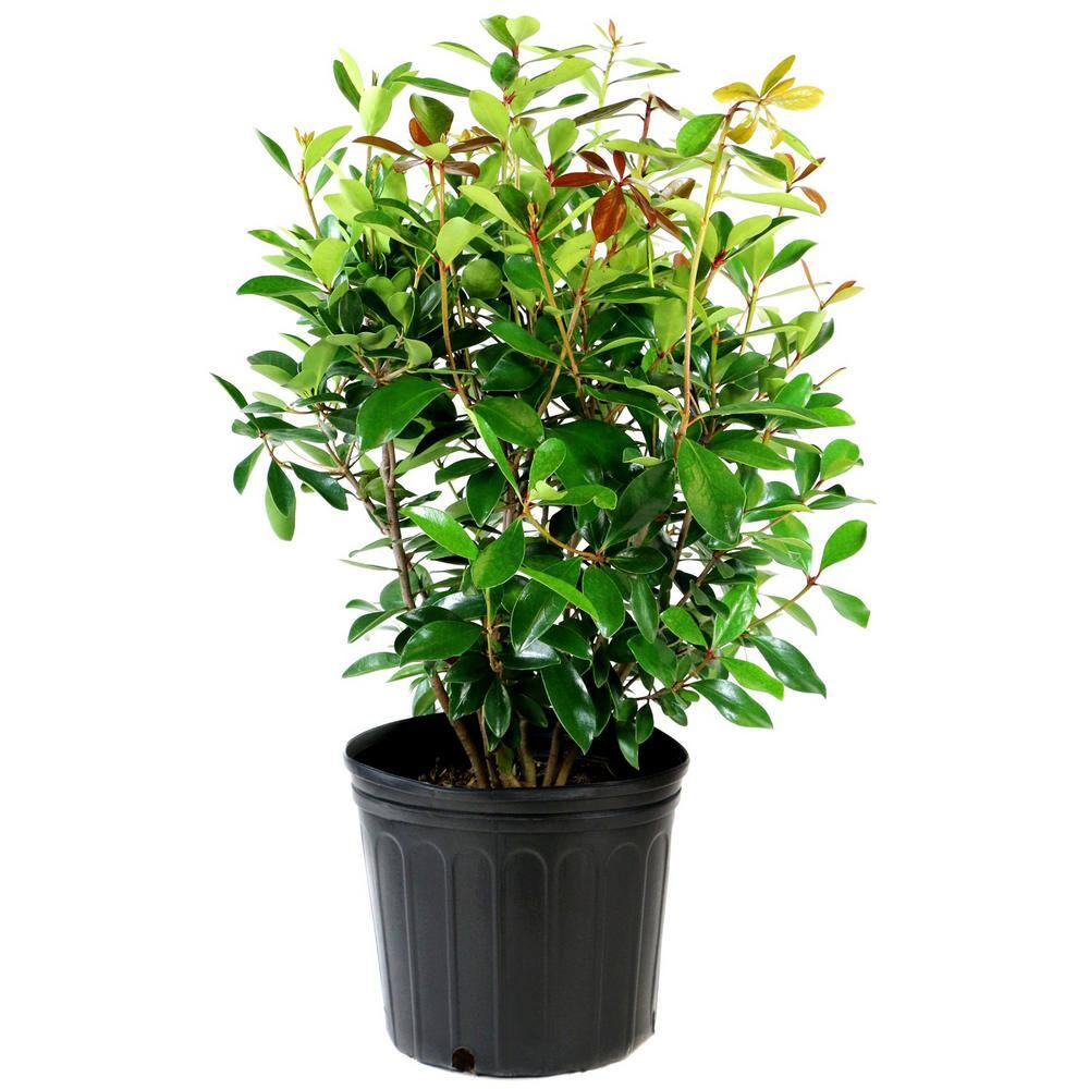 national PLANT NETWORK 2.25 Gal. Cleyera Japonica Shrub HD7122