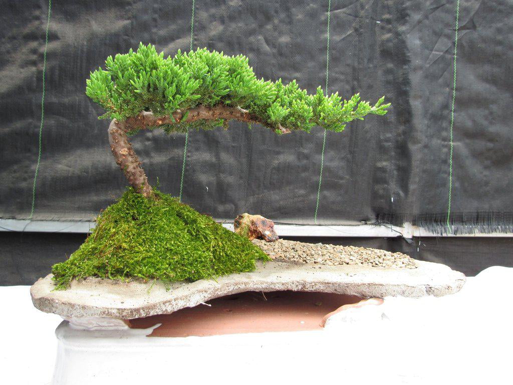 Classic Juniper Bonsai Tree