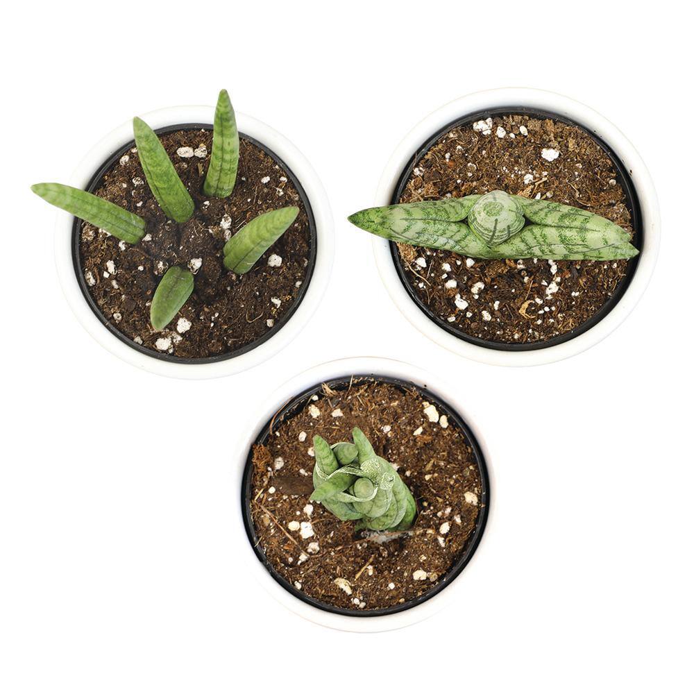 ALTMAN PLANTS Mini-Sansevieria Assortment in 2.5 in. Grow Pot (3-Pack) 0880086