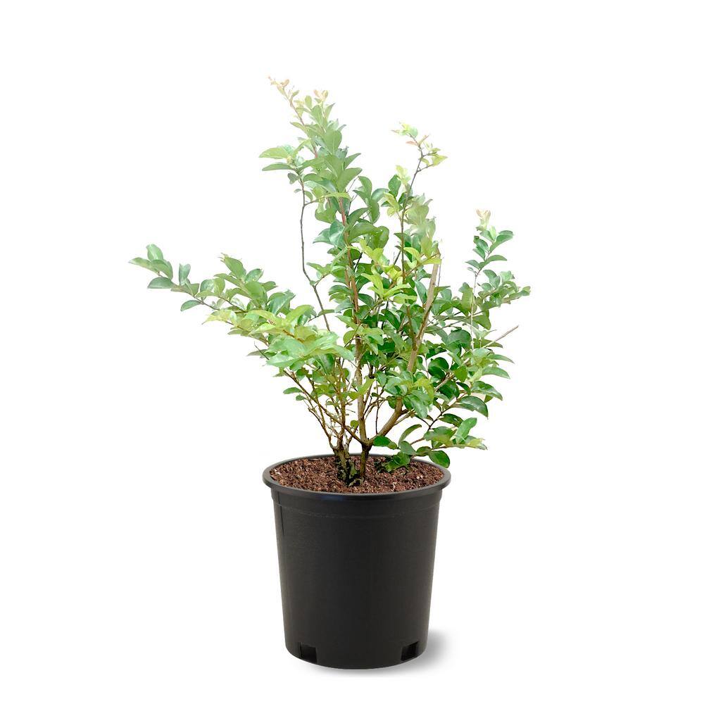 3 Gal. Tonto Deep Pink Crape Myrtle CRMTON03G