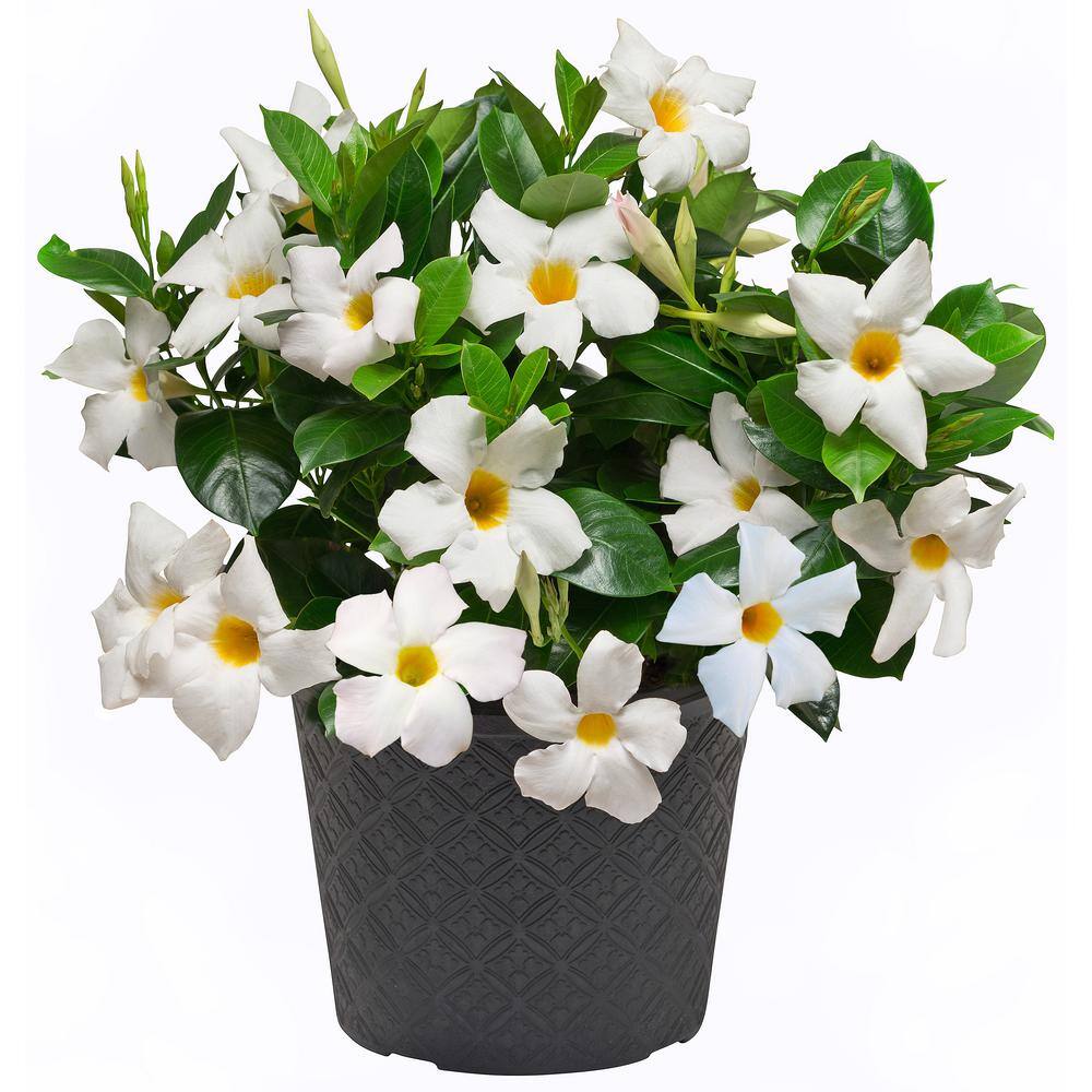Rio 0.9 Gal. (#9) Dipladenia Flowering Annual Shrub with White Blooms 1004124238