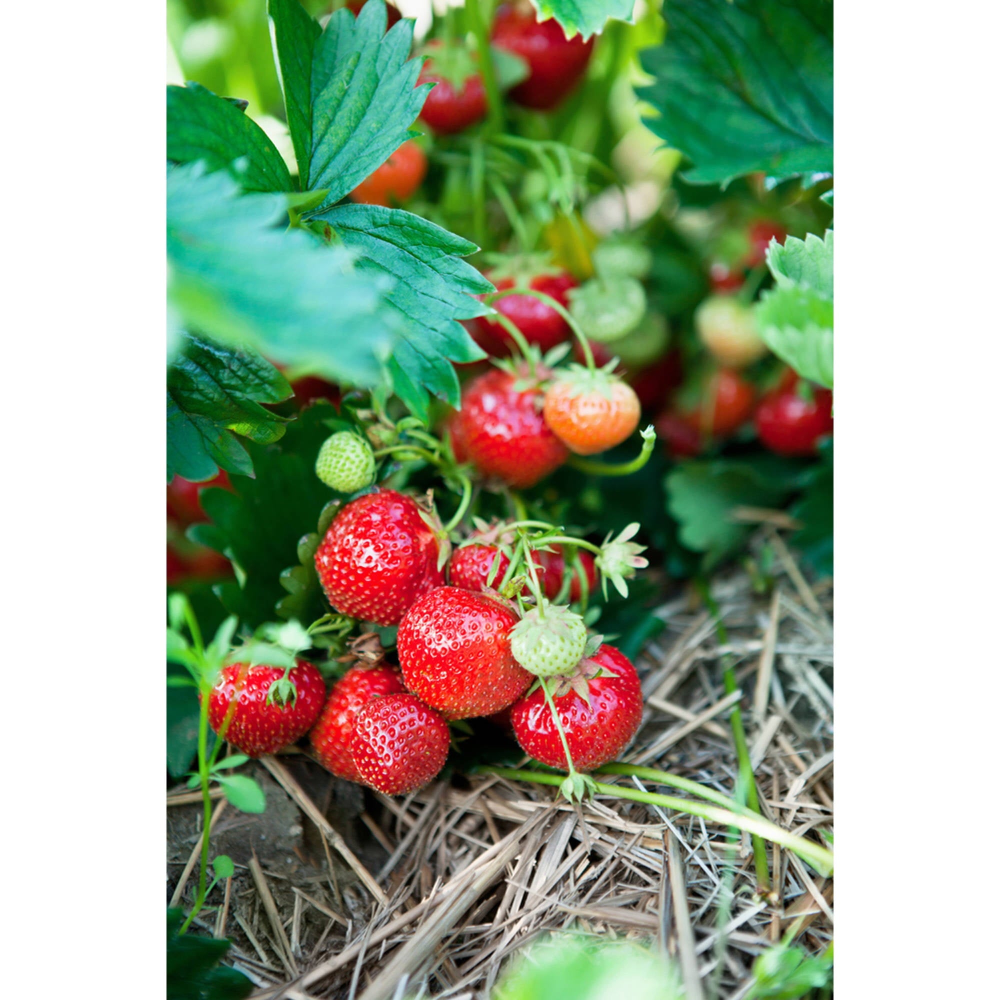 Van Zyverden Ever Bearing Strawberries Ever Sweet Red Set of 20 Plant Roots Full Sun