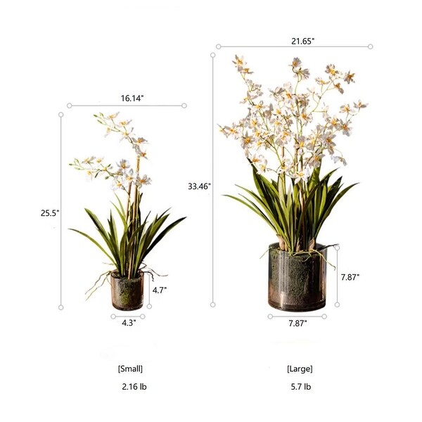 RusticReach White Hui Lan Orchid in Glass Pot