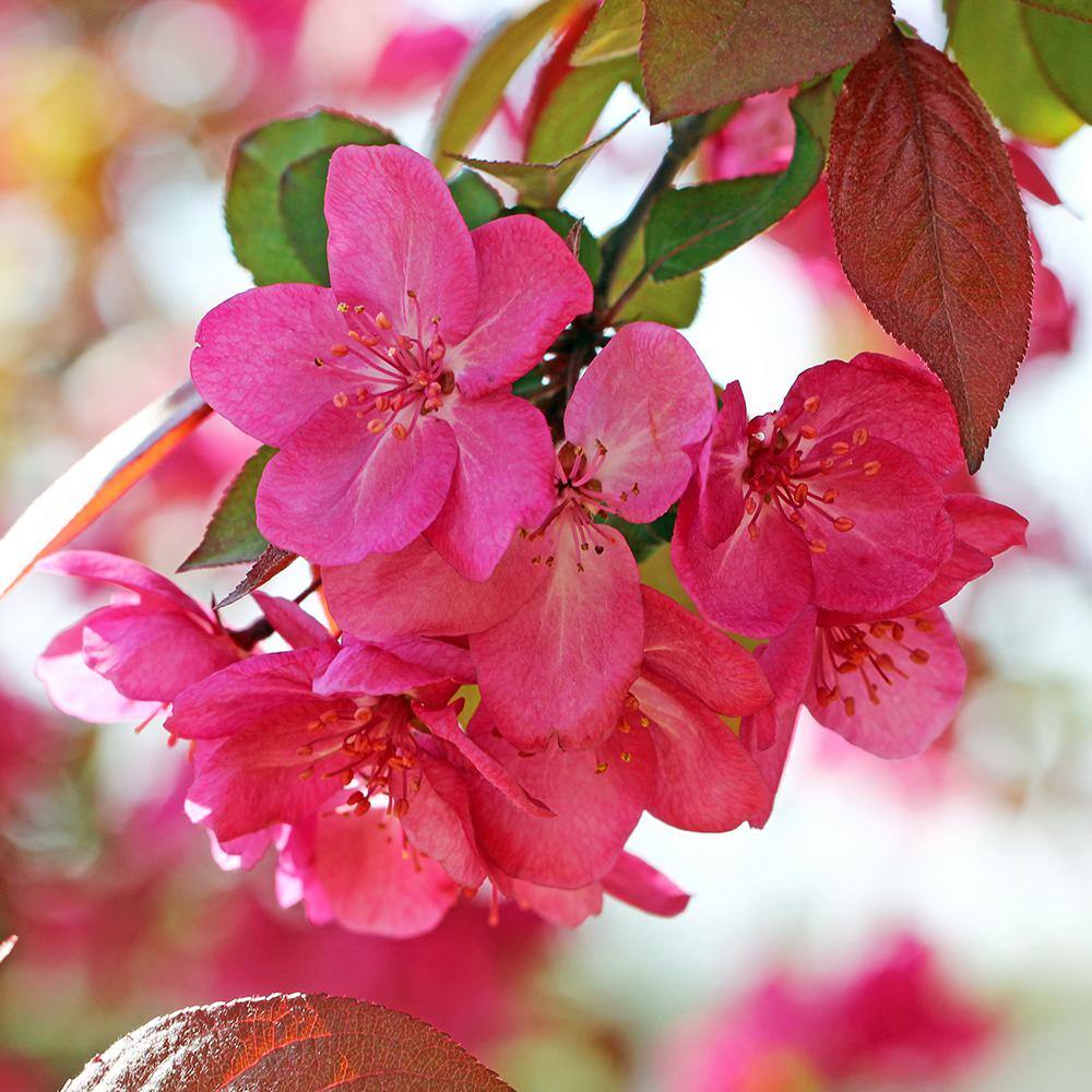 Centurion Crabapple Pink Flowering Ornamental Tree CRACEN05G