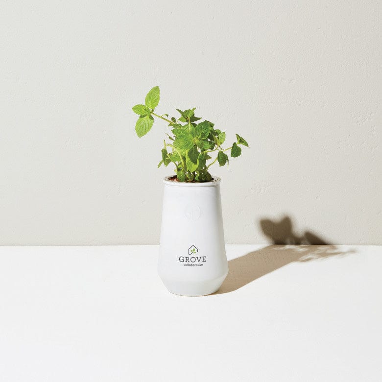 Modern Sprout Tapered Tumbler Grow Kit