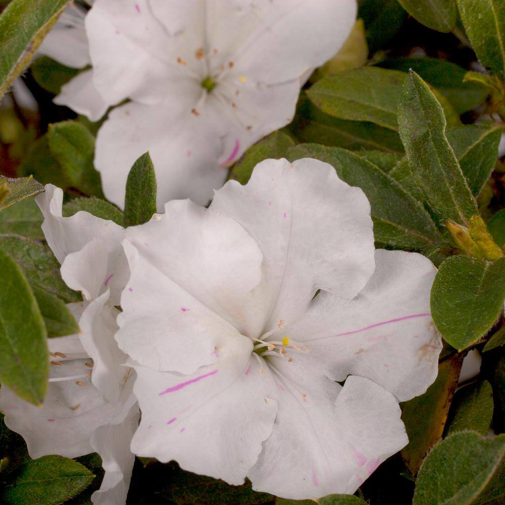 ENCORE AZALEA 1 Gal. Autumn Lily Azalea Shrub with White Flowers 16908
