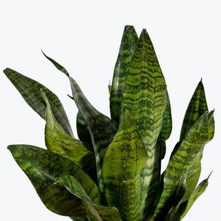 Wekiva Foliage Robusta Snake Plant - Live Plant in a 4 in. Pot - Sansevieria Superba - Beautiful and Elegant Easy Care Houseplants RobustaSnakePlant4