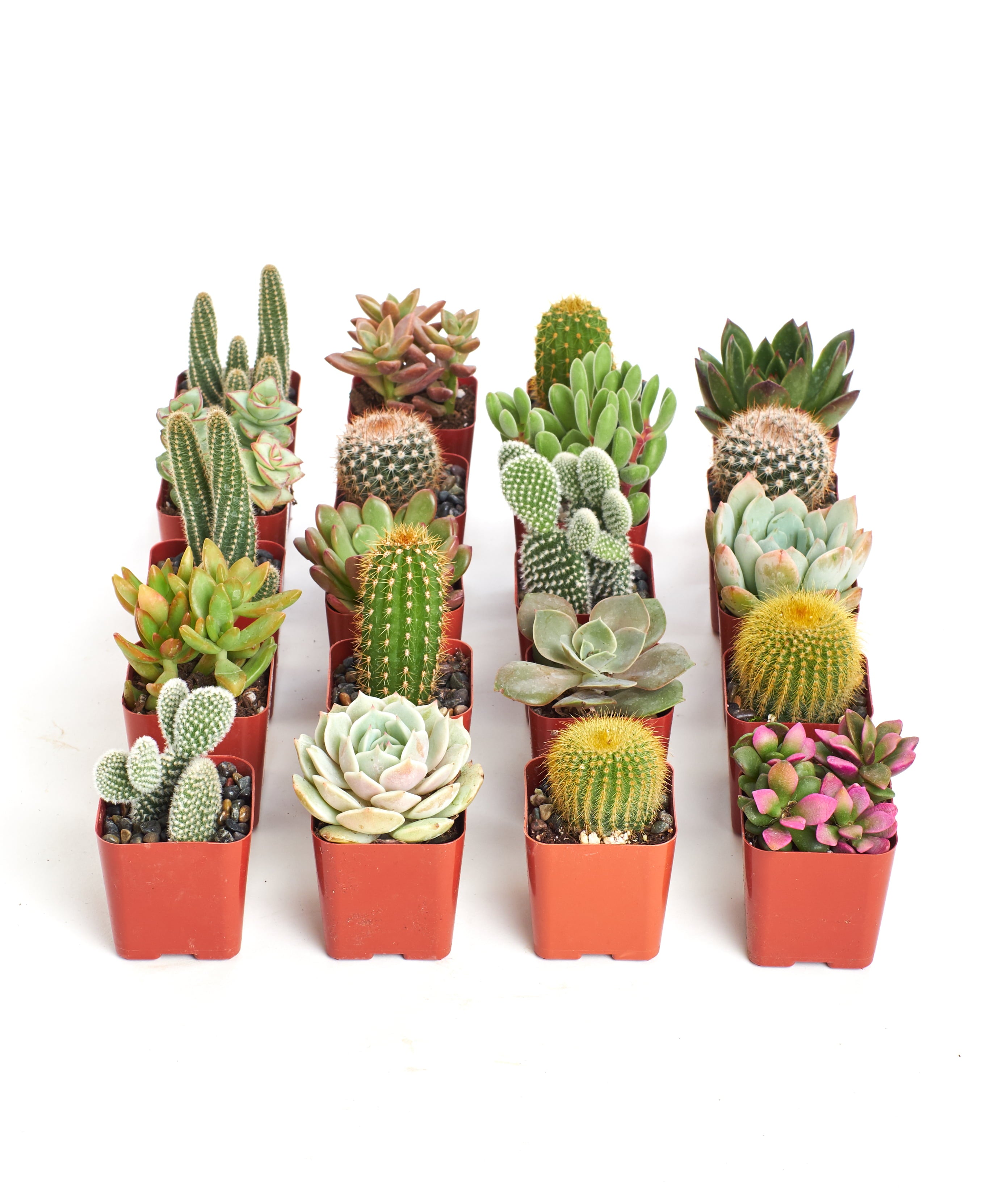 Home Botanicals Cactus and Succulent (Collection of 20)