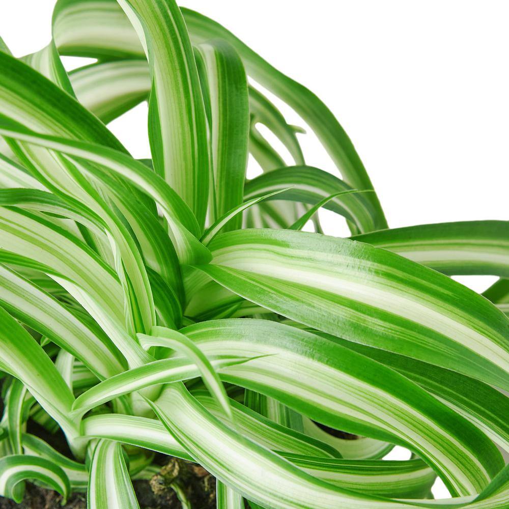 Spider Plant 'Bonnie' (Chlorophytum comosum) Plant in 4 in. Grower Pot 4_SPIDER_BONNIE