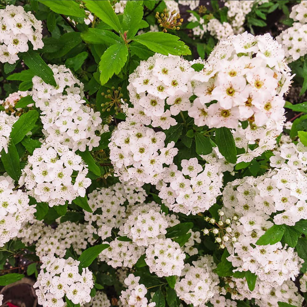 1 Gal. Bridal Wreath Spirea - Cascades of Blooms - Cold Hardy