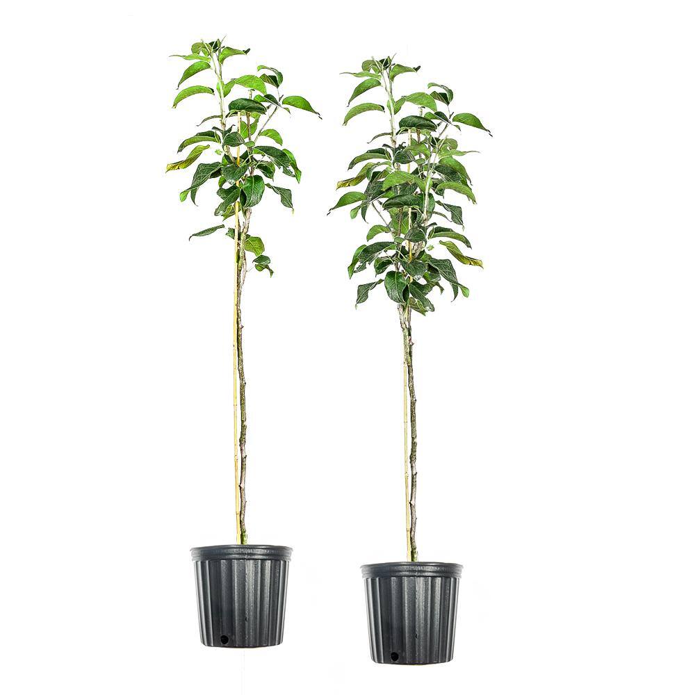 Perfect Plants 5 Gal. Shinseiki Asian Pear Tree (2-Pack) THD00127