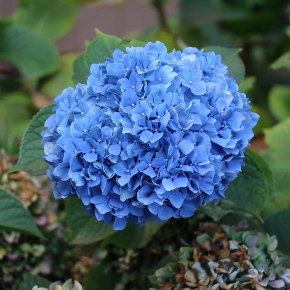 national PLANT NETWORK 2.5 Qt. Nikko Blue Hydrangea Shrub with Blue Flowers HD4025