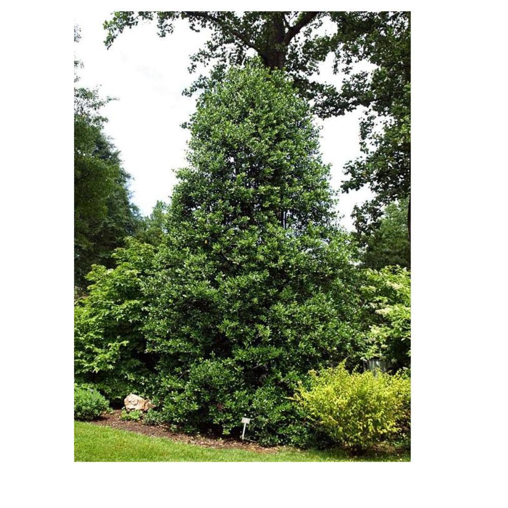 1 Gal. Nellie R. Stevens Holly Evergreen Tree HOLNEL01G
