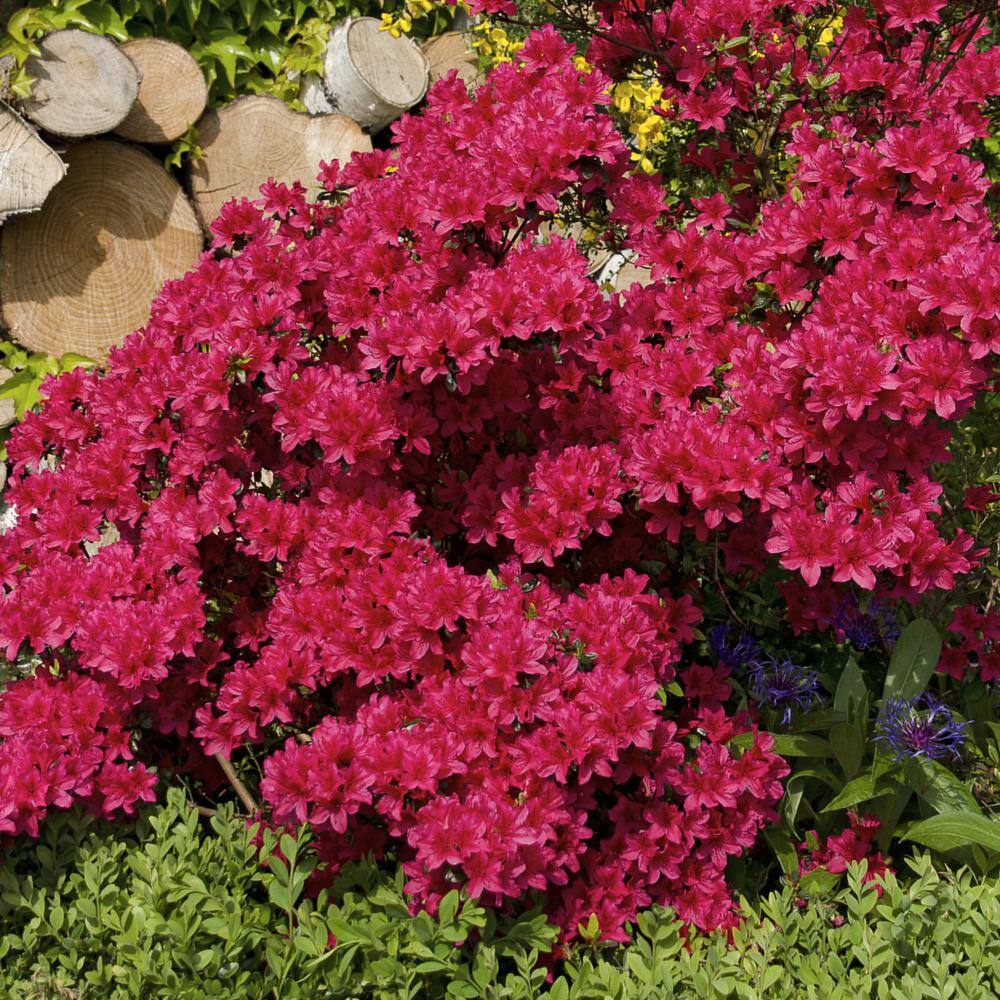 national PLANT NETWORK 2.25 Gal. Azalea Johanna Flowering Shrub with Red Blooms HD7046
