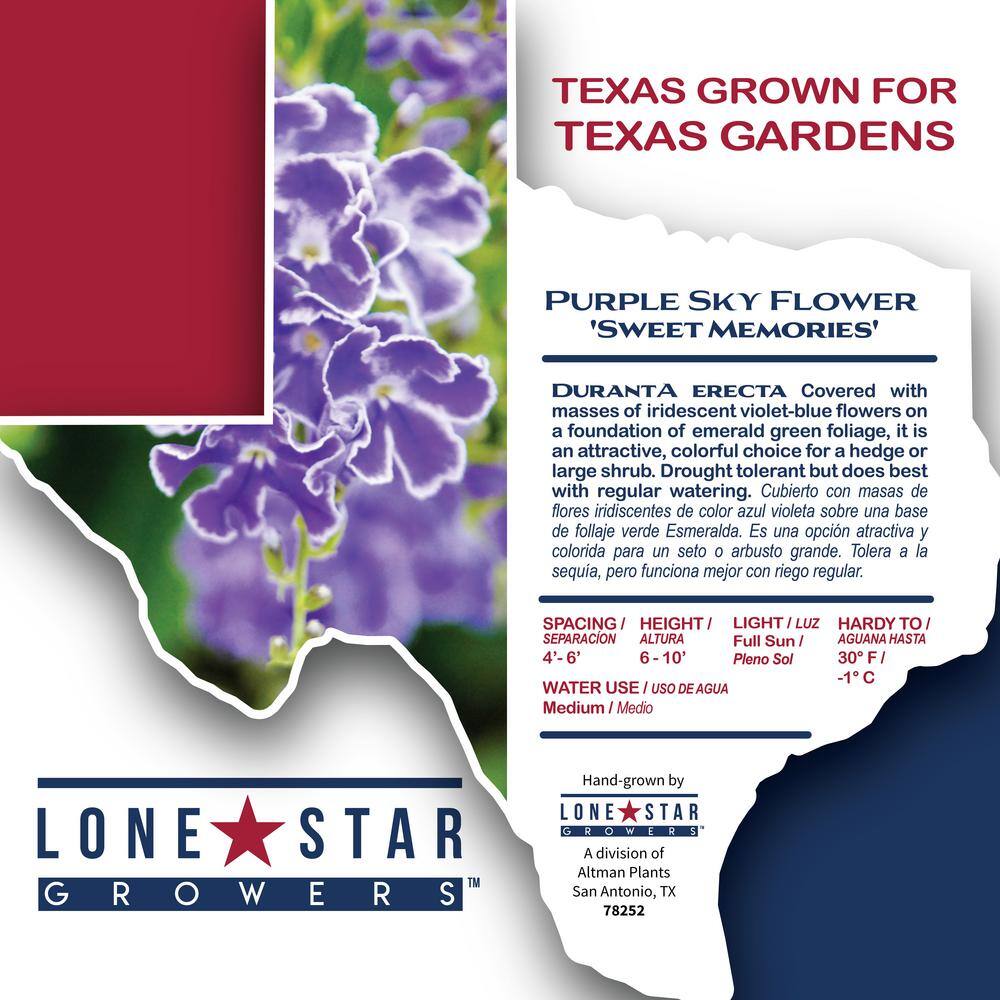 ALTMAN PLANTS Lone Star Growers 8 qt. Skyflower shrub (Duranta Erecta Sweet Memories) Purple blooms 0872605